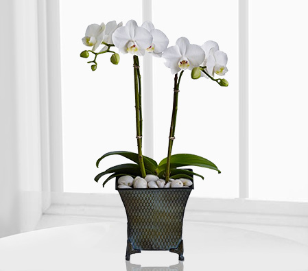 Orquidea Branca - Phalaenopsis Orchid Plant-Plant