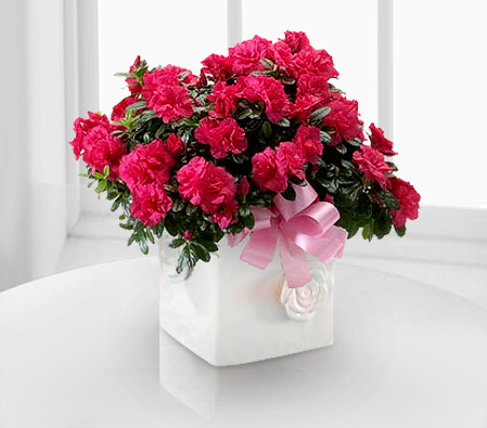 Cherry Glow-Red,Mixed Flower,Arrangement,Basket,Plant