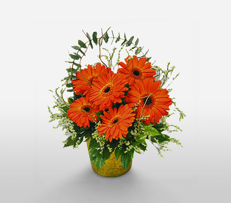 Majestic Gerberas-Green,Orange,Daisy,Gerbera,Arrangement