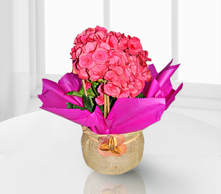 Beaute Sans Age-Pink,Mixed Flower,Arrangement