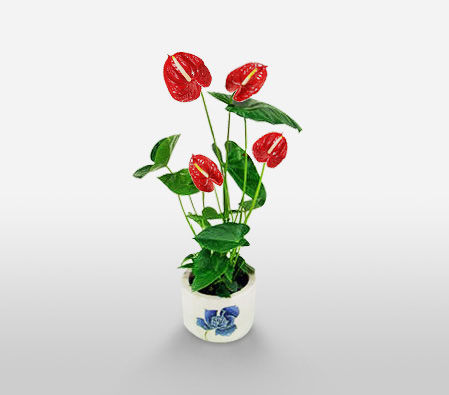 Crete Charms-Red,Anthuriums,Arrangement